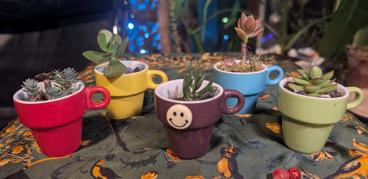 Five small stacking espresso cups in red, yellow, plum, blue, and green, each planted with a different succulent