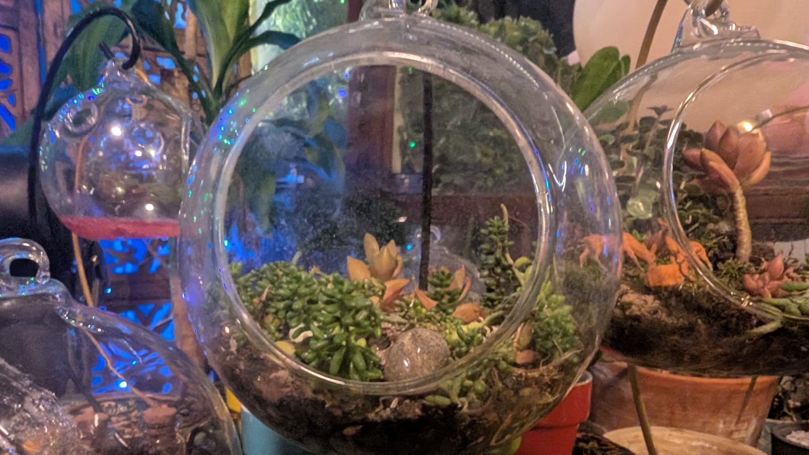 A planted glass globe hung among other terrariums, filled with sedum, moss and a smooth grey stone